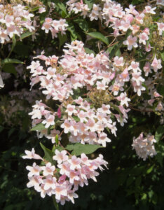 Kolkwitzia amabilis Pink Cloud - Buisson de beauté Pink Cloud - fleurs