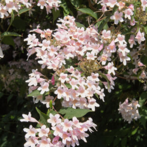 Kolkwitzia amabilis Pink Cloud - Buisson de beauté Pink Cloud - fleurs