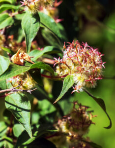 Kolkwitzia amabilis Pink Cloud - Buisson de beauté Pink Cloud - fructification et feuillage