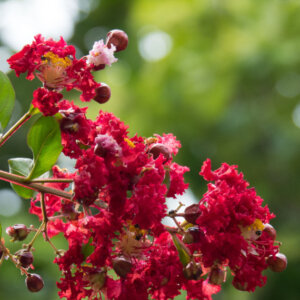 Lagerstroemia indica Dynamite - Lilas des Indes rouge - fleurs