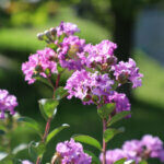 Lagerstroemia indica Mauve - Lilas des Indes violet - fleurs et feuillage