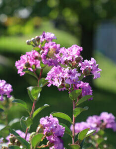 Lagerstroemia indica Mauve - Lilas des Indes violet - fleurs et feuillage