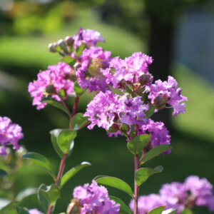 Lagerstroemia indica Mauve - Lilas des Indes violet - fleurs et feuillage