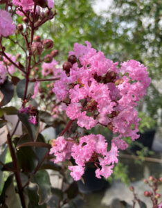 Lagerstroemia indica Rhapsody In Pink - Lilas des Indes rose - fleurs et feuillage