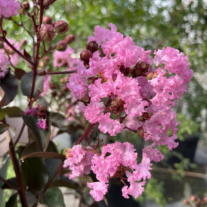 Lagerstroemia indica Rhapsody In Pink - Lilas des Indes rose - fleurs et feuillage