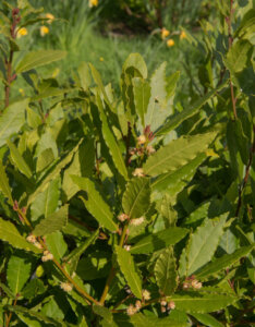 Laurus nobilis - Laurier sauce - Laurier noble - feuillage