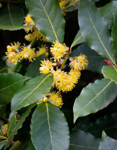 Laurus nobilis - Laurier sauce - Laurier noble - Fleurs