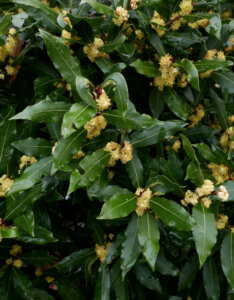 Laurus nobilis - Laurier sauce - Laurier noble - fleurs et feuillage