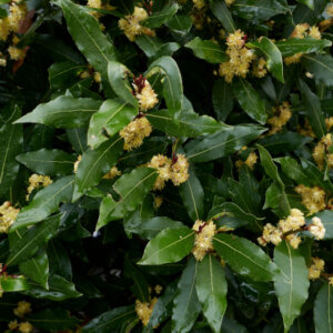 Laurus nobilis - Laurier sauce - Laurier noble - fleurs et feuillage