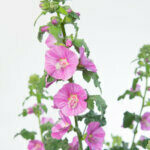 Lavatera Burgundy Wine - Lavatère arbustive - fleurs