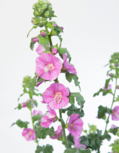 Lavatera Burgundy Wine - Lavatère arbustive - fleurs