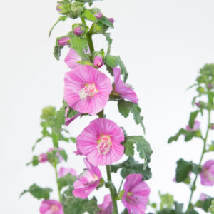 Lavatera Burgundy Wine - Lavatère arbustive - fleurs