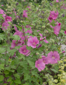 Lavatera Burgundy Wine - Lavatère arbustive - vue d'ensemble