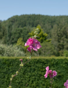 Lavatera Burgundy Wine - Lavatère arbustive - Fleur