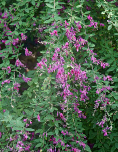 Lespedeza thunbergii - Trèfle en arbre - Lespedeza de Thunberg - vue d'ensemble