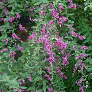 Lespedeza thunbergii - Trèfle en arbre - Lespedeza de Thunberg - vue d'ensemble