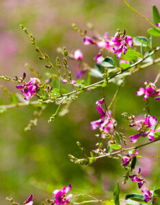 Lespedeza thunbergii - Trèfle en arbre - Lespedeza de Thunberg - Fleurs