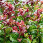 Leucothoe axillaris Curly Red ® - Leucothoe axillaire - feuillage