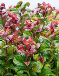 Leucothoe axillaris Curly Red ® - Leucothoe axillaire - feuillage