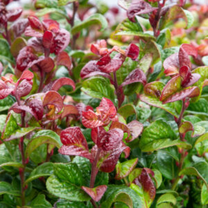 Leucothoe axillaris Curly Red ® - Leucothoe axillaire - feuillage