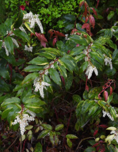 Leucothoe fontanesiana Rainbow - Leucothoë de Desfontaines - Vue d'ensemble
