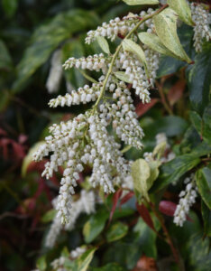 Leucothoe fontanesiana Rainbow - Leucothoë de Desfontaines - floraison