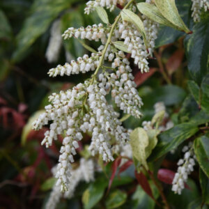 Leucothoe fontanesiana Rainbow - Leucothoë de Desfontaines - floraison