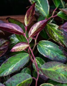 Leucothoe fontanesiana Rainbow - Leucothoë de Desfontaines - feuillage