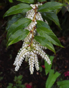 Leucothoe fontanesiana Zeblid - Leucothoë de Desfontaines - Inflorescences
