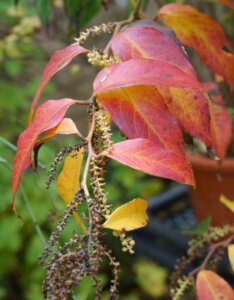Leucothoe fontanesiana Zeblid - Leucothoë de Desfontaines - Coloration automnale