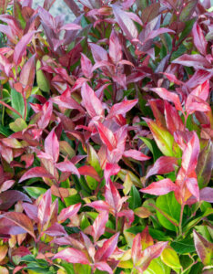 Leucothoe fontanesiana Zeblid - Leucothoë de Desfontaines - feuillage