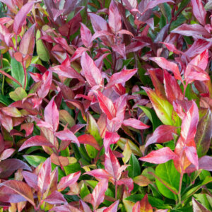 Leucothoe fontanesiana Zeblid - Leucothoë de Desfontaines - feuillage