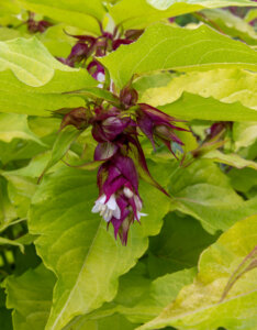 Leycesteria formosa Golden Lanterns - Arbre aux faisans - floraison