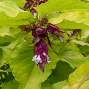 Leycesteria formosa Golden Lanterns - Arbre aux faisans - floraison