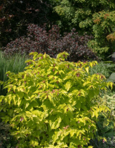 Leycesteria formosa Golden Lanterns - Arbre aux faisans - Vue d'ensemble
