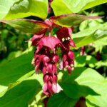 Leycesteria formosa Purple Rain - Arbre aux faisans - feuillage et floraison