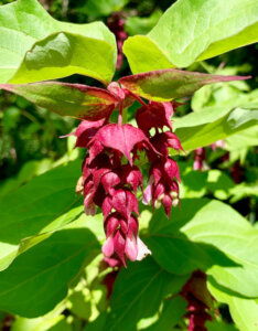 Leycesteria formosa Purple Rain - Arbre aux faisans - feuillage et floraison