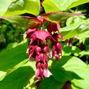Leycesteria formosa Purple Rain - Arbre aux faisans - feuillage et floraison