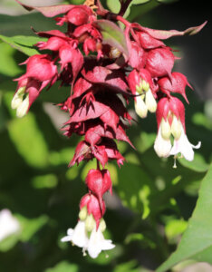 Leycesteria formosa Purple Rain - Arbre aux faisans - floraison