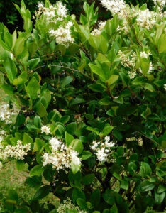 Ligustrum japonicum Texanum - Troène du Texas - vue d'ensemble