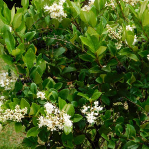 Ligustrum japonicum Texanum - Troène du Texas - vue d'ensemble