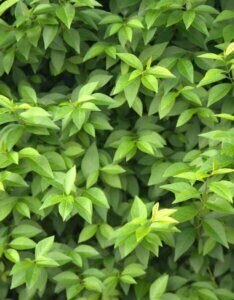 Ligustrum ovalifolium - Troène de Californie - Feuillage