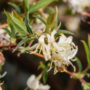 Lonicera fragrantissima - Chèvrefeuille d'hiver - Arbuste odorant