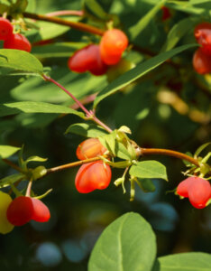 Lonicera fragrantissima - Chèvrefeuille d'hiver - Arbuste odorant - fructification