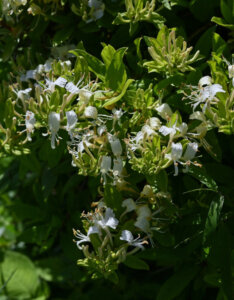 Lonicera fragrantissima - Chèvrefeuille d'hiver - Arbuste odorant - Fleurs