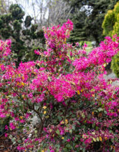 Loropetalum chinense Black Pearl - Loropétale de Chine - vue d'ensemble