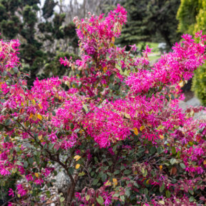 Loropetalum chinense Black Pearl - Loropétale de Chine - vue d'ensemble