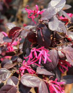 Loropetalum chinense Black Pearl - Loropétale de Chine - fleurs et feuillage