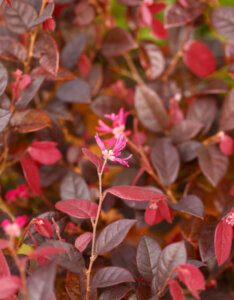 Loropetalum chinense Fire Dance - Loropétale de Chine - feuillage