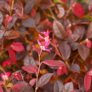 Loropetalum chinense Fire Dance - Loropétale de Chine - feuillage